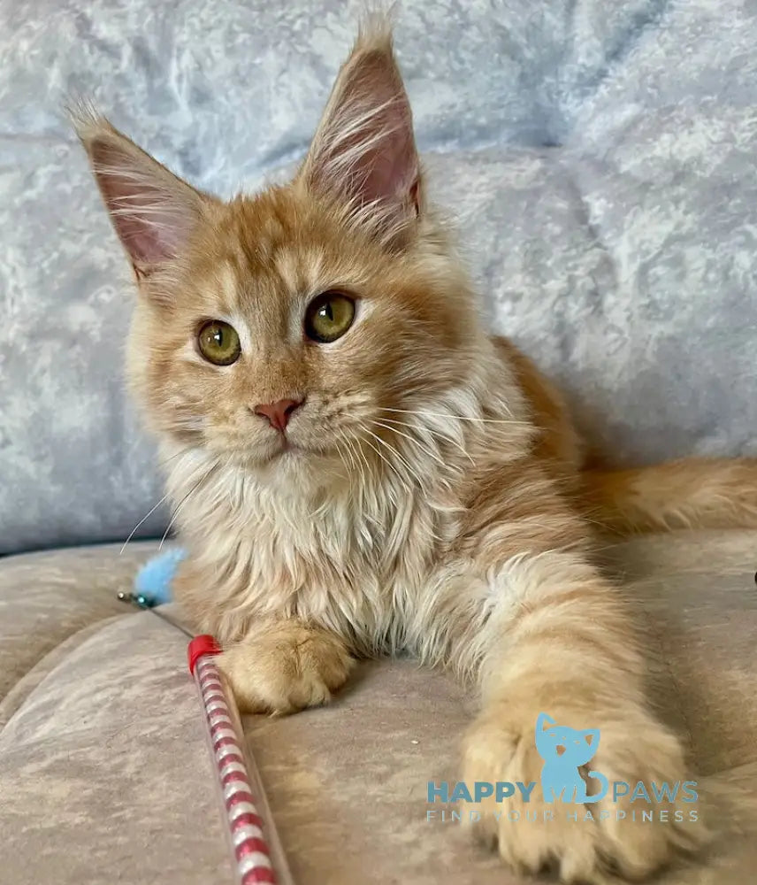 Nice Maine Coon Female Red Silver Tabby Live Animals