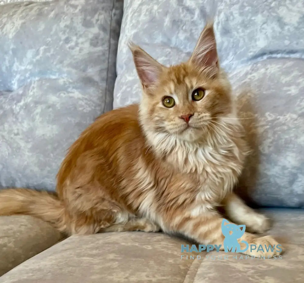 Nice Maine Coon Female Red Silver Tabby Live Animals