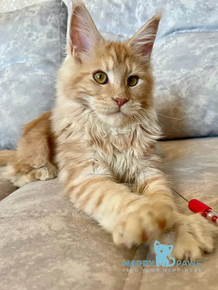 Nice Maine Coon Female Red Silver Tabby Live Animals