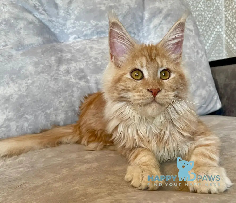 Nice Maine Coon Female Red Silver Tabby Live Animals