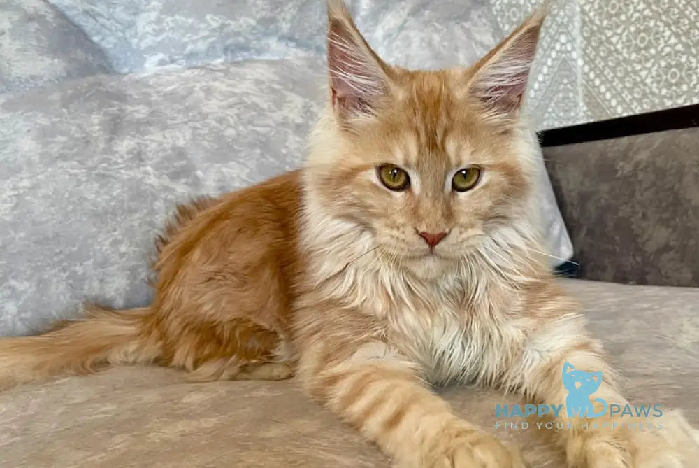 Nice Maine Coon Female Red Silver Tabby Live Animals