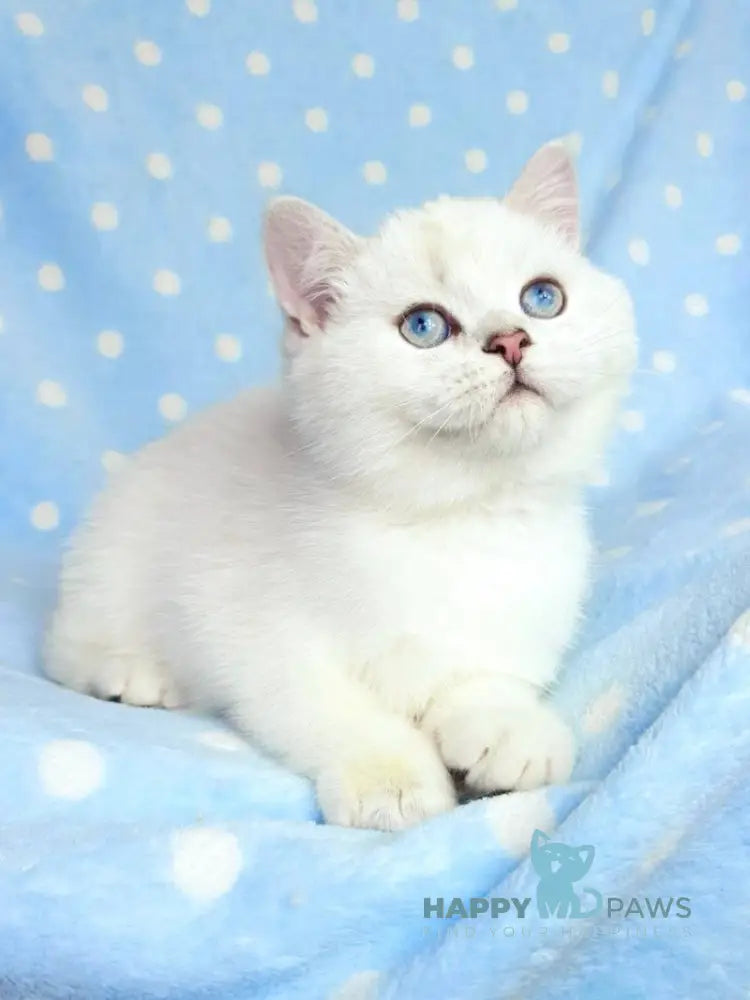 Nicky British Shorthair Male Black Silver Shaded Pointed Live Animals