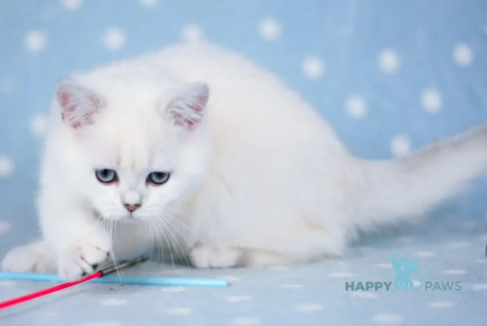 Nicky British Shorthair Male Black Silver Shaded Pointed Live Animals