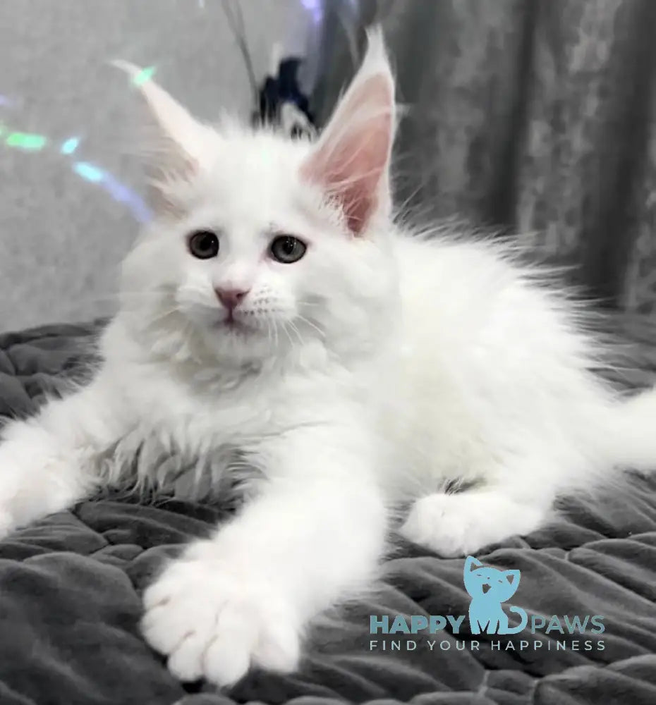 Nicole Maine Coon female white live animals