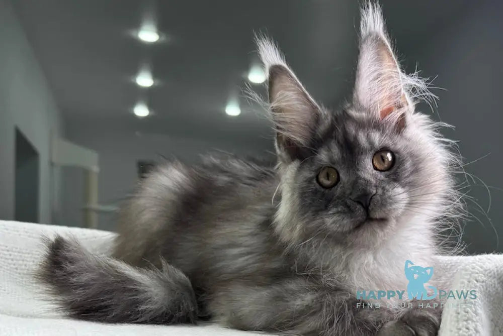 Night Maine Coon Male Black Smoke Live Animals