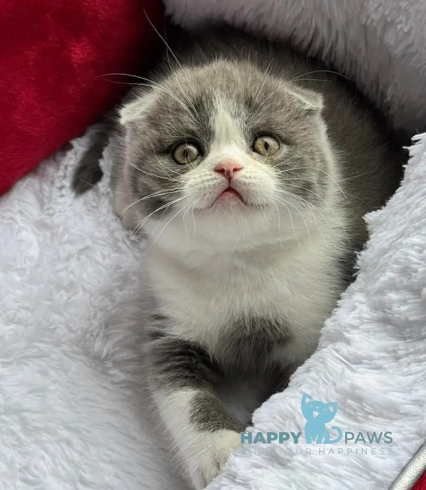 Nikas Scottish Fold male blue bicolour live animals