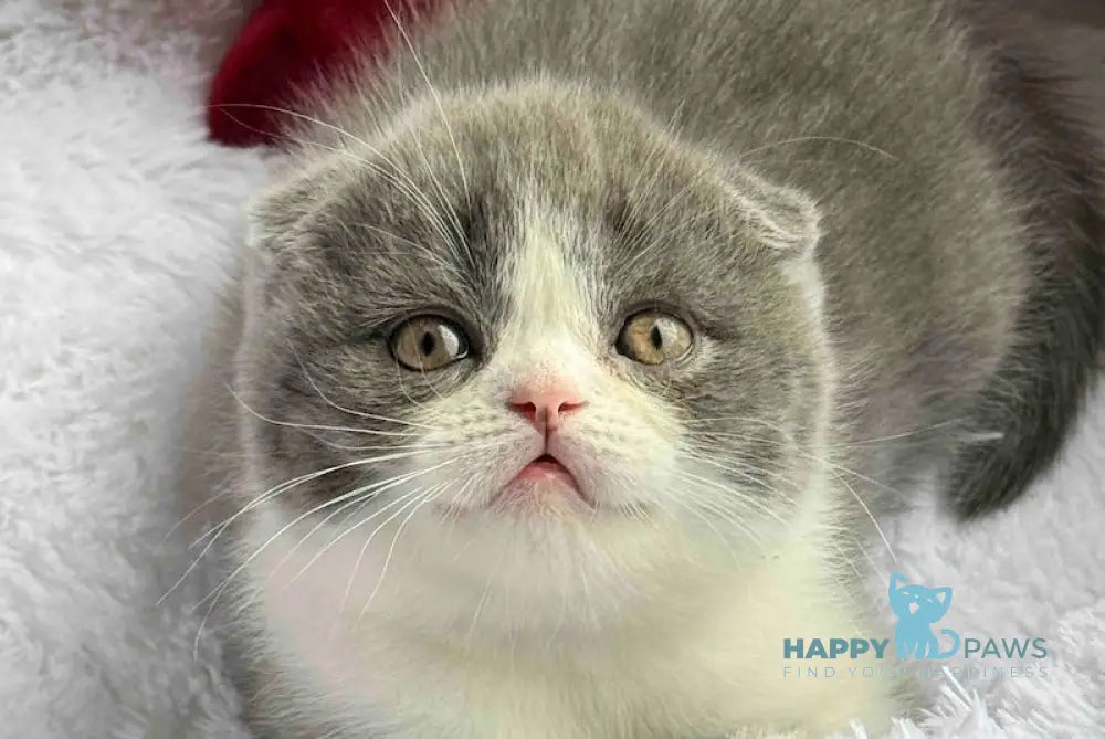 Nikas Scottish Fold male blue bicolour live animals