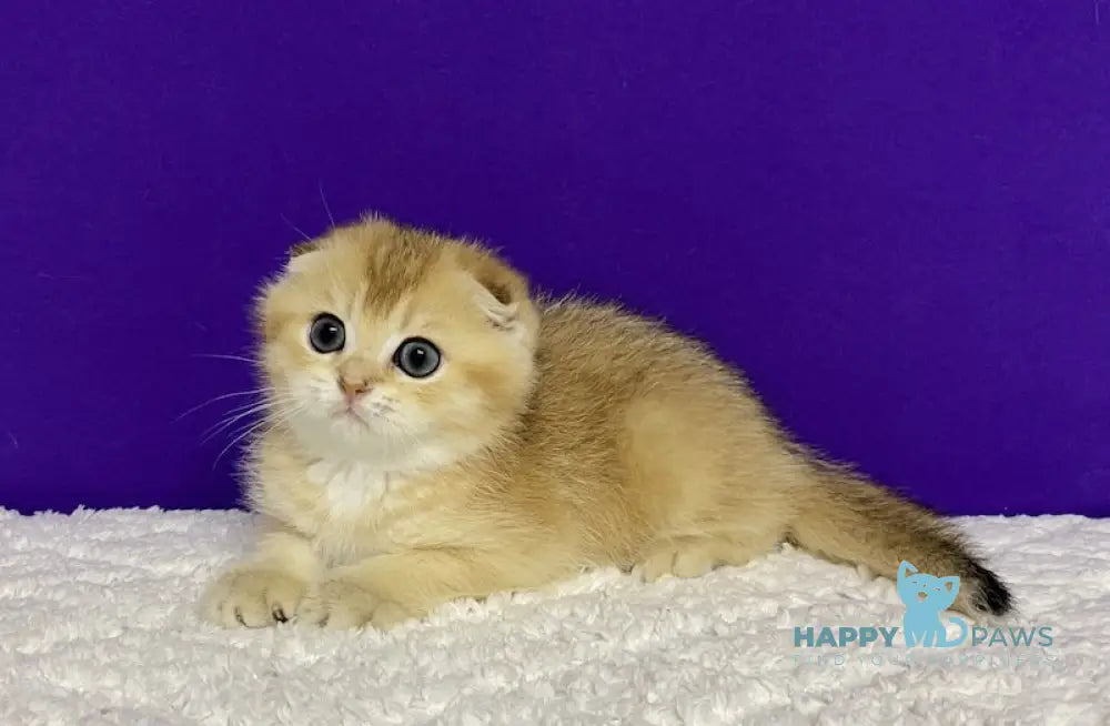 Nikko Scottish Fold Male Black Golden Shaded Live Animals