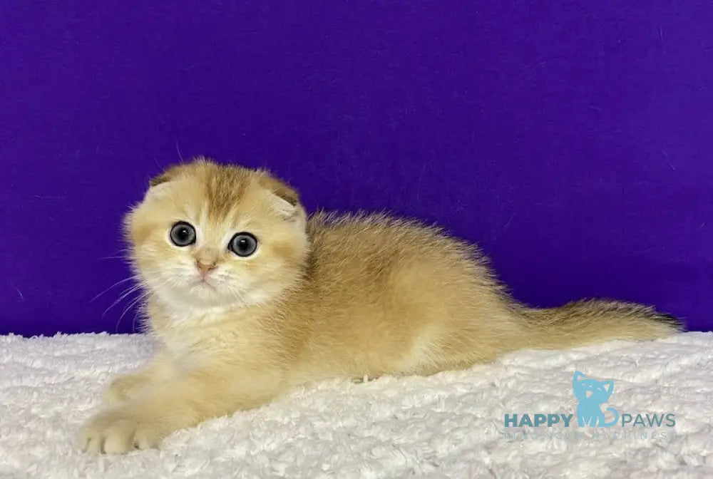 Nikko Scottish Fold Male Black Golden Shaded Live Animals