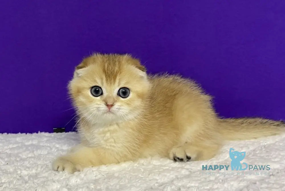 Nikko Scottish Fold Male Black Golden Shaded Live Animals