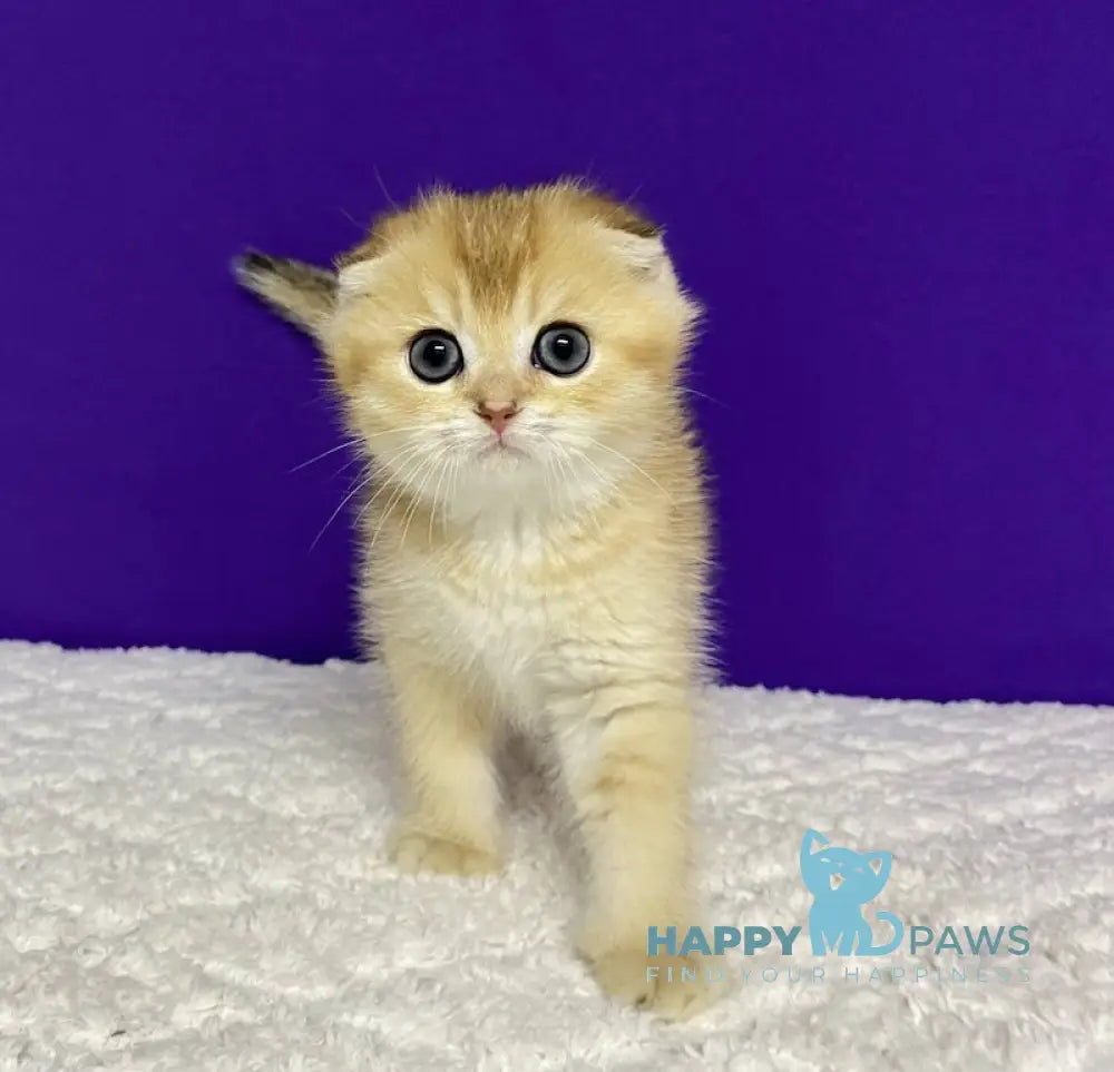 Nikko Scottish Fold Male Black Golden Shaded Live Animals