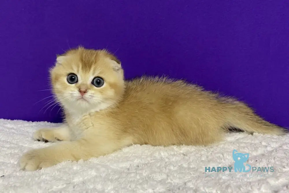 Nikko Scottish Fold Male Black Golden Shaded Live Animals