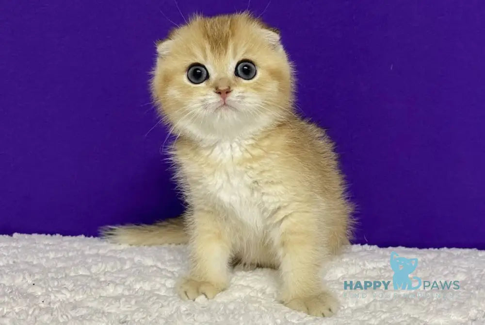 Nikko Scottish Fold Male Black Golden Shaded Live Animals