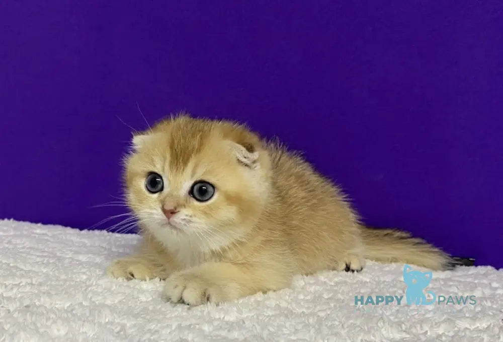 Nikko Scottish Fold Male Black Golden Shaded Live Animals