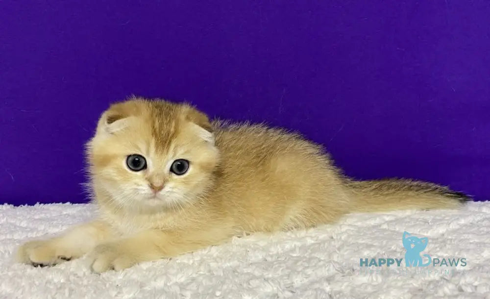 Nikko Scottish Fold Male Black Golden Shaded Live Animals