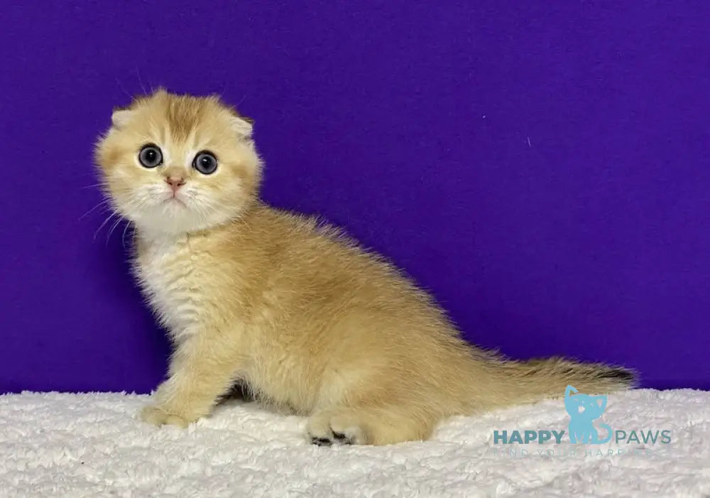 Nikko Scottish Fold Male Black Golden Shaded Live Animals