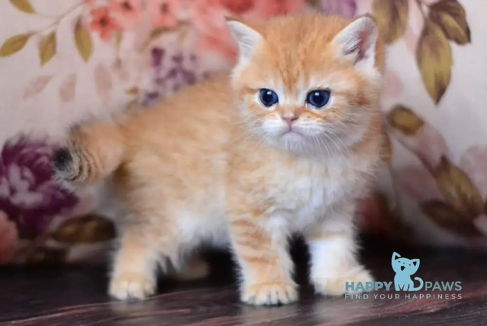 Nikolas British Shorthair Male Black Golden Shaded Live Animals