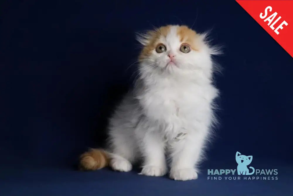 Nilla Scottish Fold Female Red Harlequin Live Animals