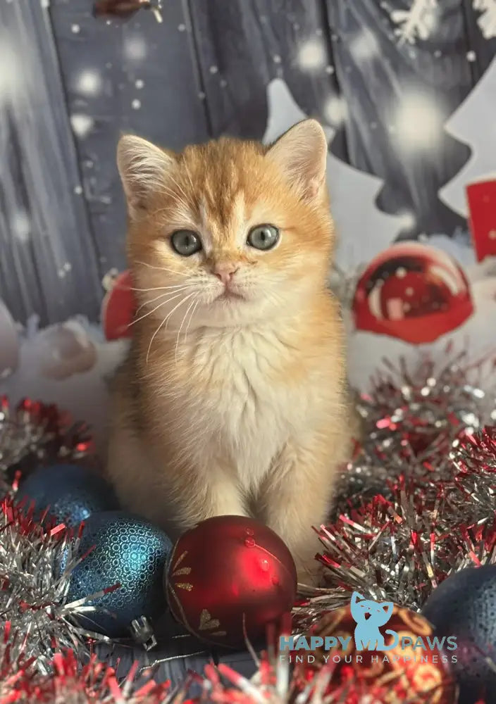 Nils British Shorthair Male Black Golden Shaded Live Animals