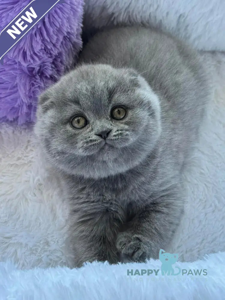 Nina Scottish Fold female blue live animals