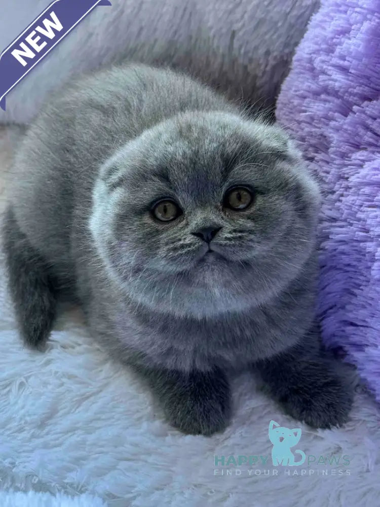 Nina Scottish Fold female blue live animals