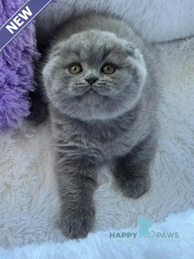 Nina Scottish Fold female blue live animals