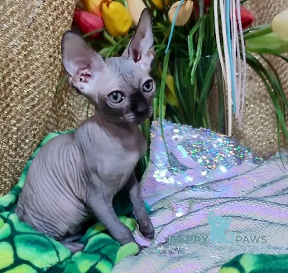 Nirvana Canadian Sphynx Female Black Live Animals