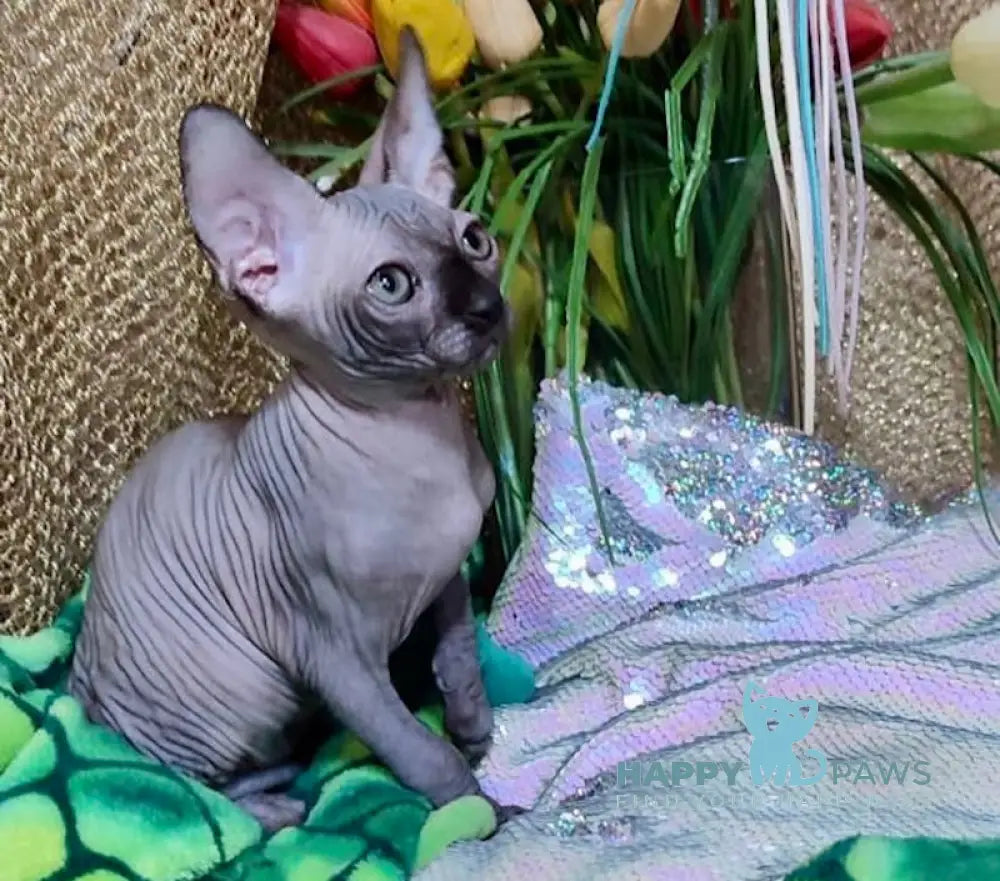 Nirvana Canadian Sphynx Female Black Live Animals