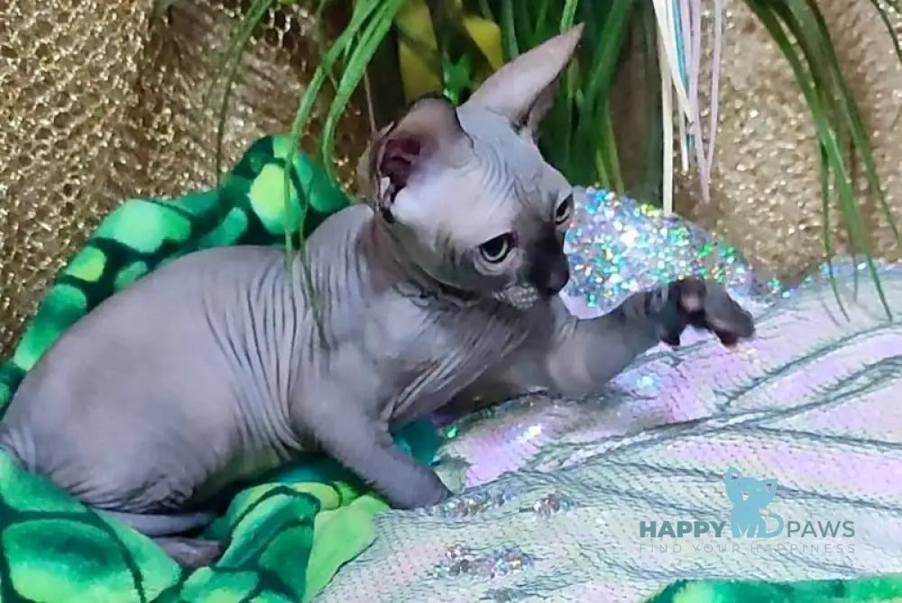 Nirvana Canadian Sphynx Female Black Live Animals