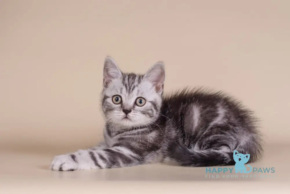 Nona Scottish Straight Female Black Silver Tabby Live Animals