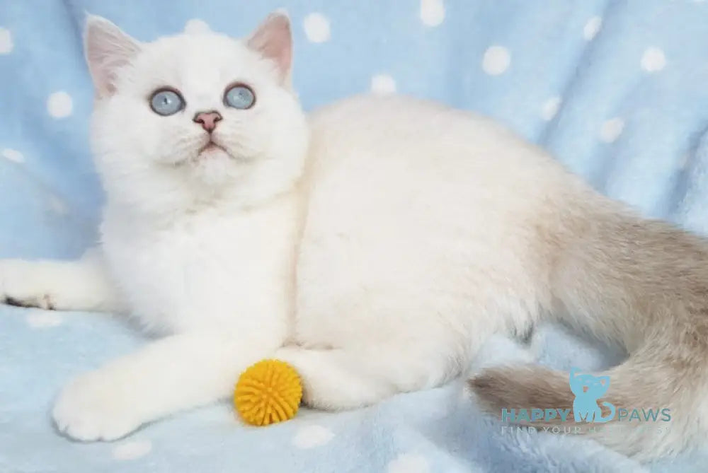 Nora British Shorthair female black silver shaded pointed live animals