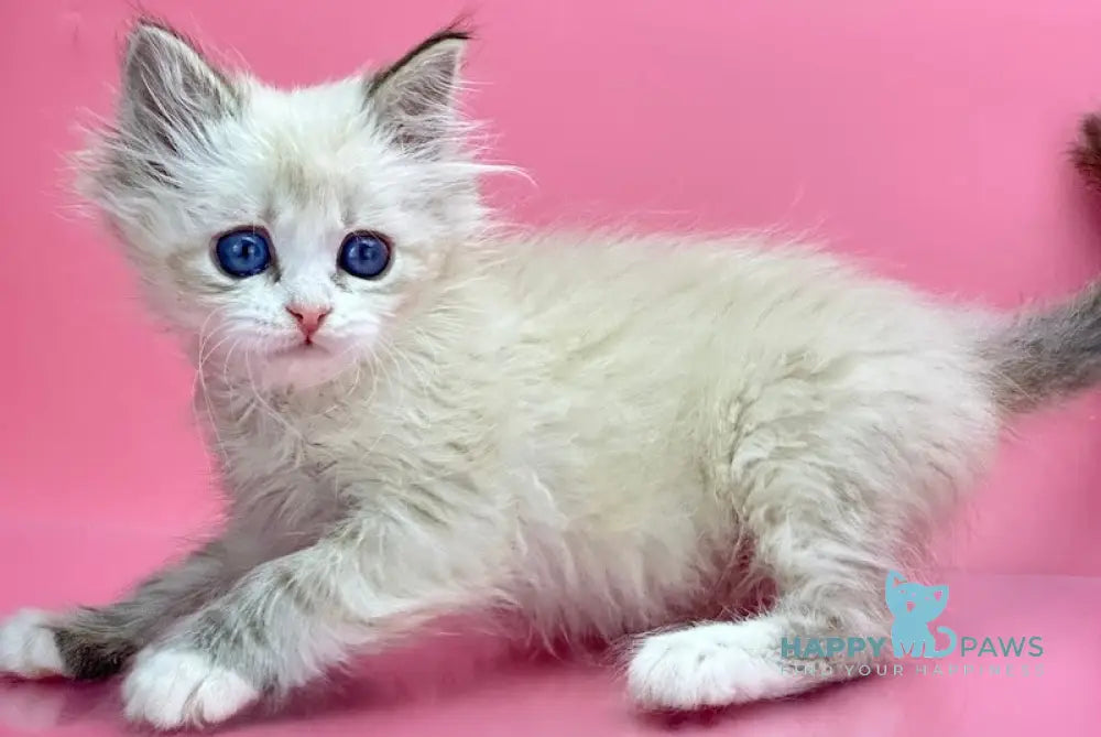 Nordic Siberian Male Seal Tabby Pointed With White Live Animals