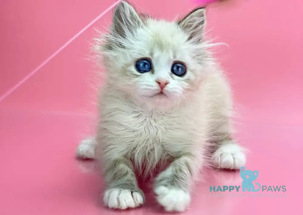 Nordic Siberian Male Seal Tabby Pointed With White Live Animals