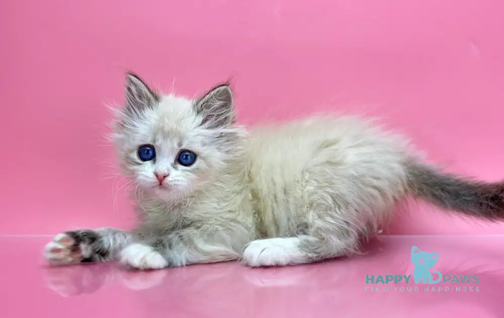 Nordic Siberian Male Seal Tabby Pointed With White Live Animals