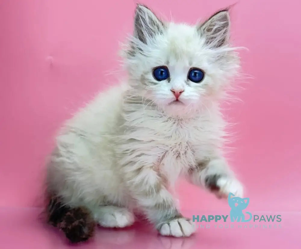 Nordic Siberian Male Seal Tabby Pointed With White Live Animals