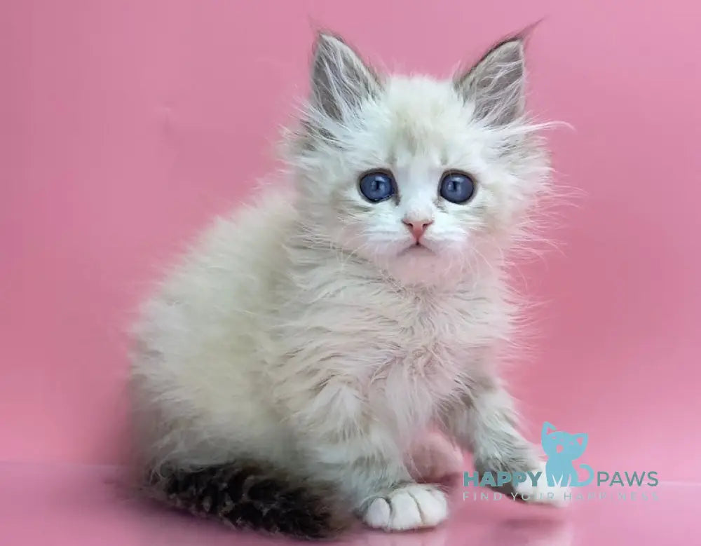 Nordic Siberian Male Seal Tabby Pointed With White Live Animals