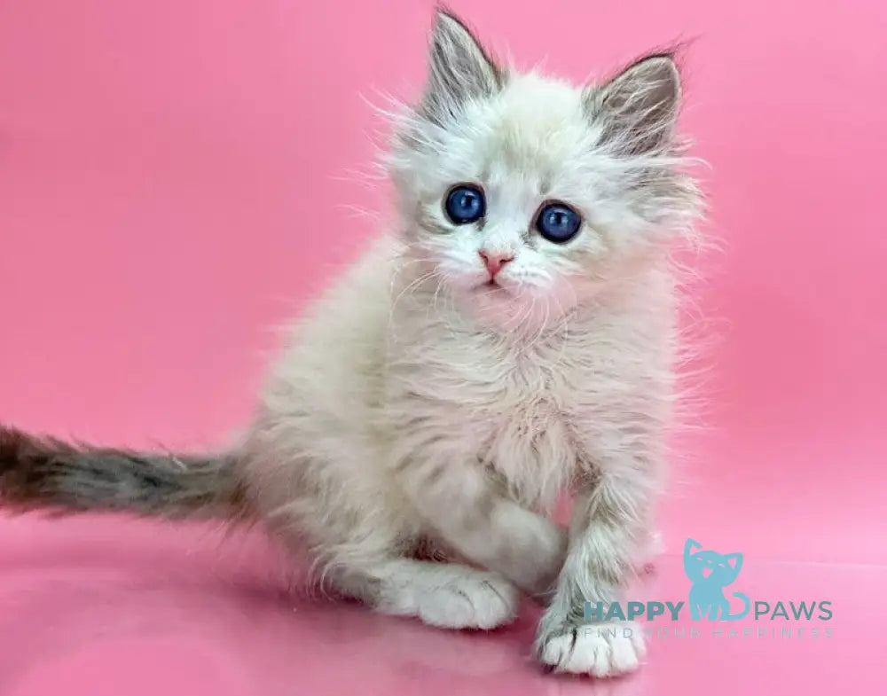 Nordic Siberian Male Seal Tabby Pointed With White Live Animals