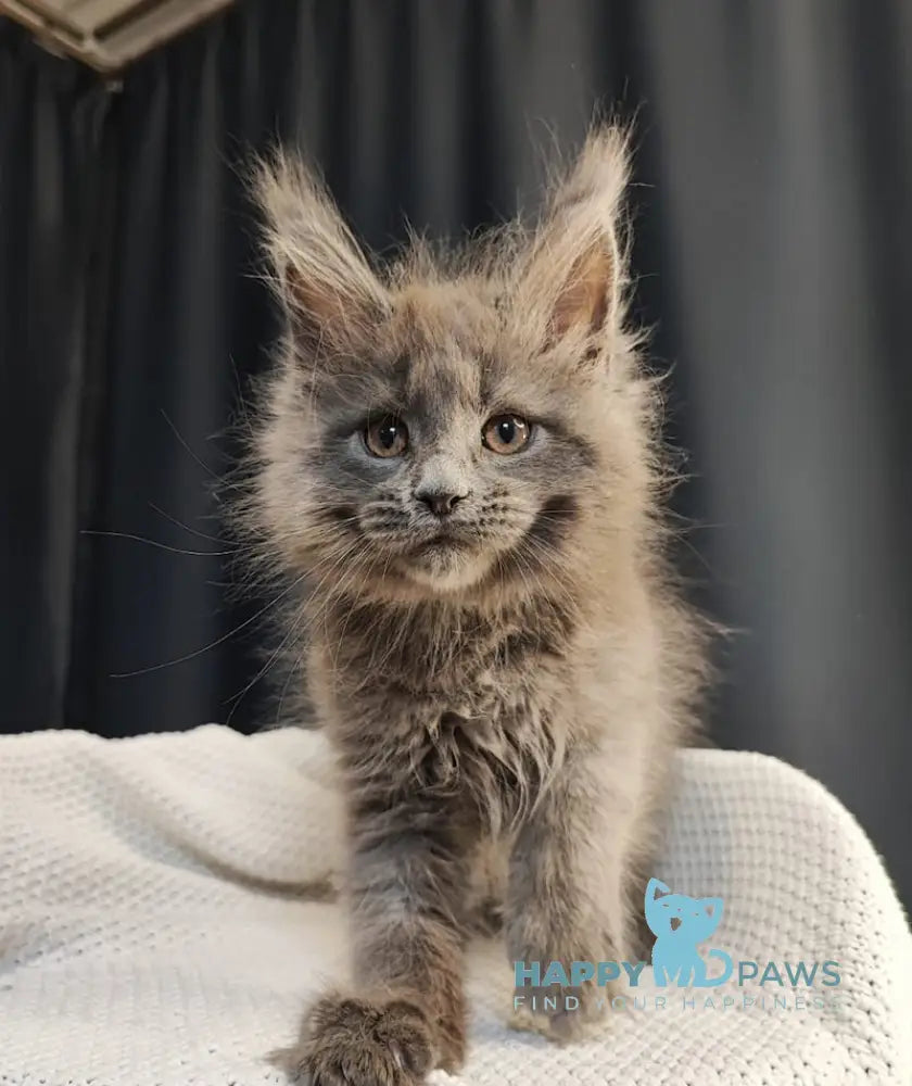 Norris Maine Coon Male Blue Smoke Live Animals