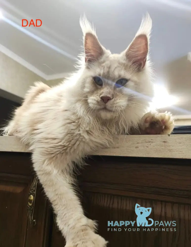 Norris Maine Coon Male Blue Smoke Live Animals