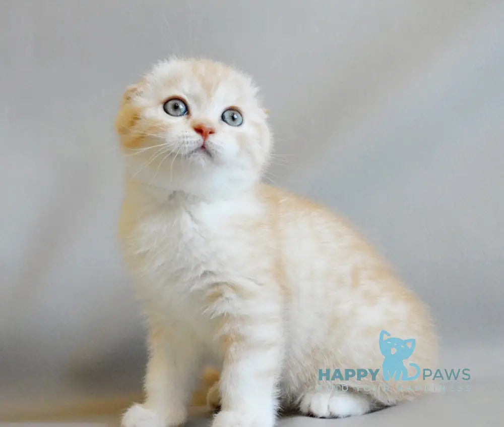Nyura Scottish Fold Female Red Silver Spotted Tabby Bicolour Live Animals