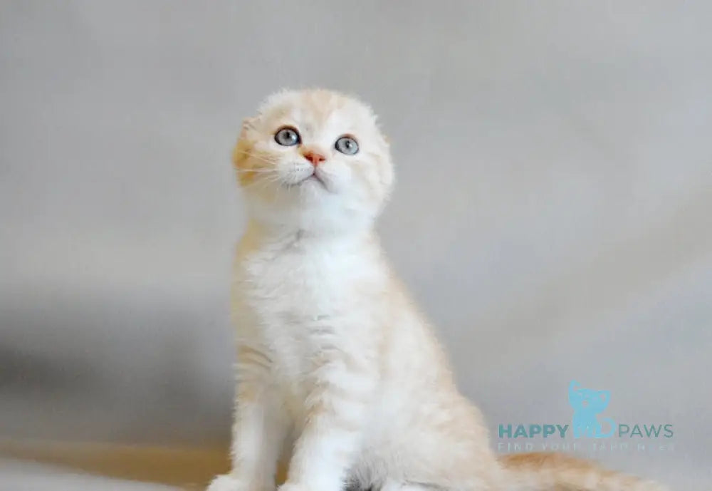 Nyura Scottish Fold Female Red Silver Spotted Tabby Bicolour Live Animals