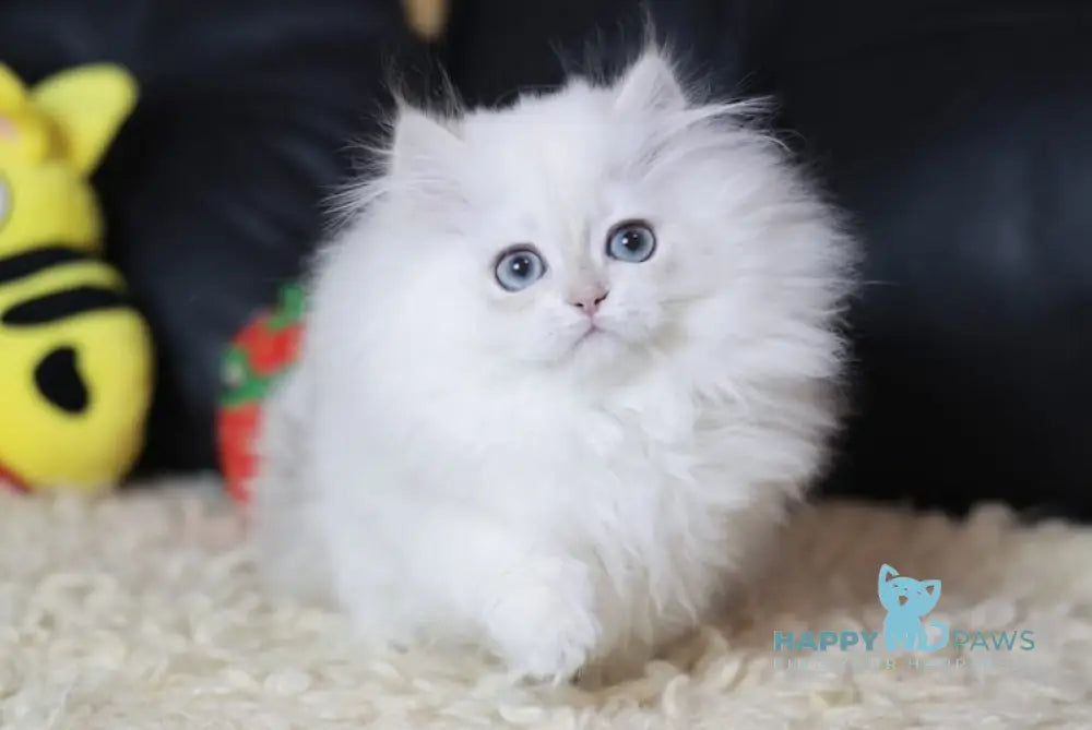 Ockar British Longhair male blue golden chinchilla pointed live animals