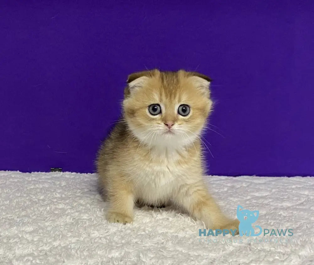 Oddy Scottish Fold Female Black Golden Ticked Tabby Live Animals