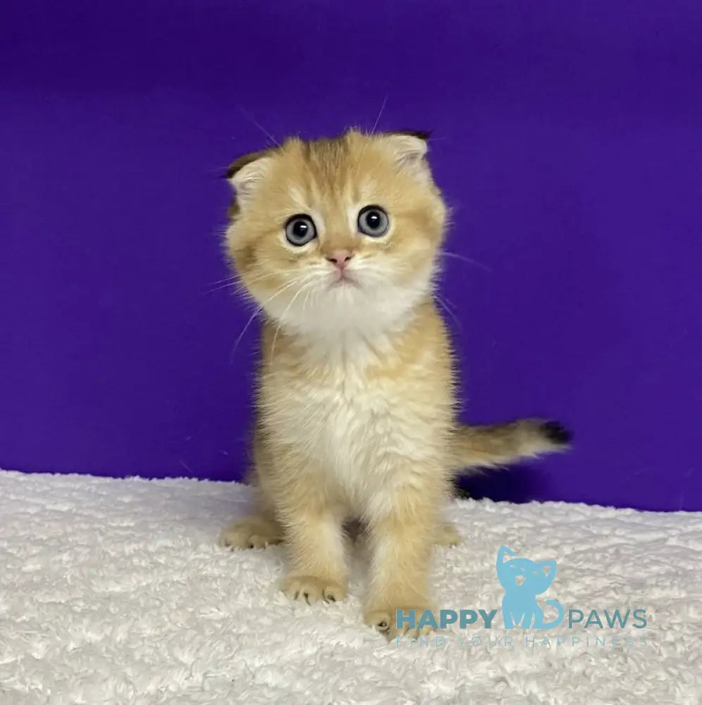 Oddy Scottish Fold Female Black Golden Ticked Tabby Live Animals