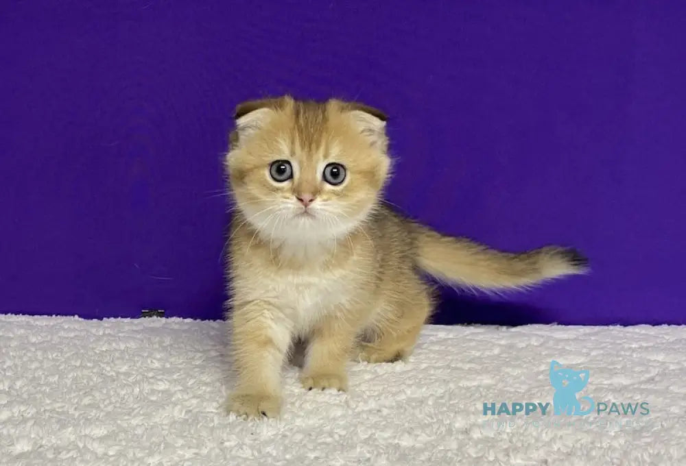 Oddy Scottish Fold Female Black Golden Ticked Tabby Live Animals