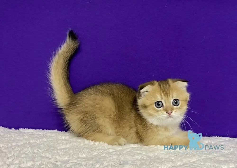 Oddy Scottish Fold Female Black Golden Ticked Tabby Live Animals