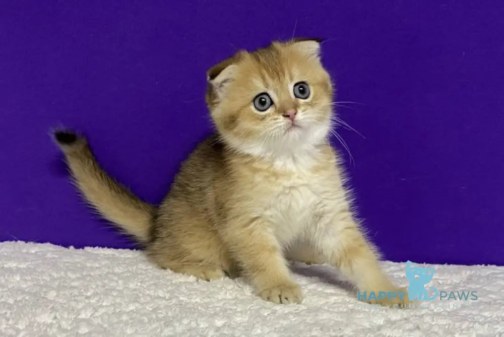 Oddy Scottish Fold Female Black Golden Ticked Tabby Live Animals