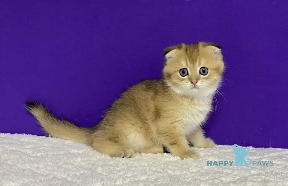 Oddy Scottish Fold Female Black Golden Ticked Tabby Live Animals