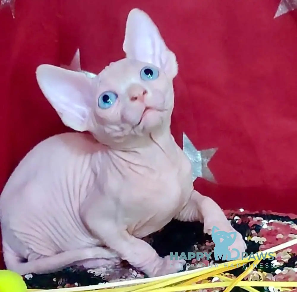 Olivia Canadian Sphynx Female White Live Animals