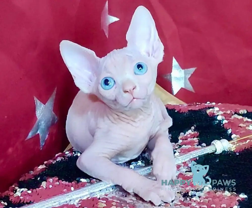 Olivia Canadian Sphynx Female White Live Animals